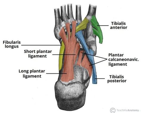 The Arches of the Foot - Longitudinal - Transverse - TeachMeAnatomy