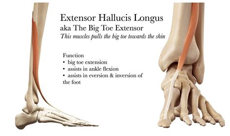 Biggus Dealius: Extensor Hallucis Longus | Big toe, Foot health, Melt ...