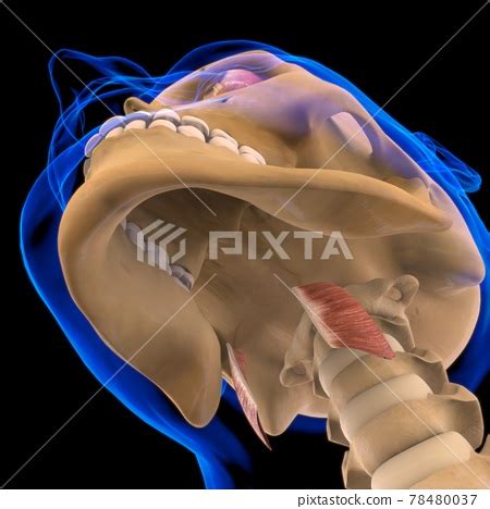 Thyrohyoid Muscle Anatomy For Medical Concept 3D - Stock Illustration ...