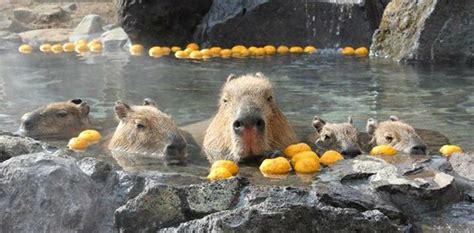 Capybaras in a Hot Spring