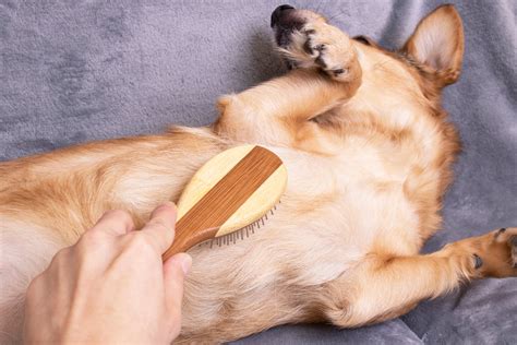 Best Brushes for Dogs with Short Hair | 7 Grooming Options