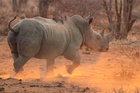 African rhino numbers are increasing despite poaching - Press release ...