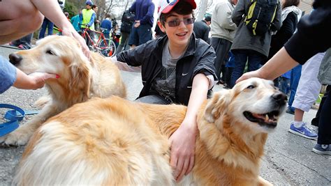 Adorable Therapy Dogs Providing Comfort After Tragedies | Mental Floss