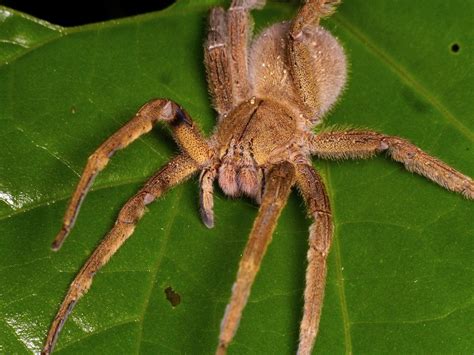 Amazing Facts About Brazilian Wandering Spiders – Page 2 – Animal ...