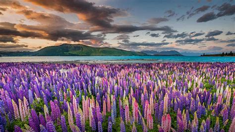 Lupine NZ – Bing Wallpaper Download