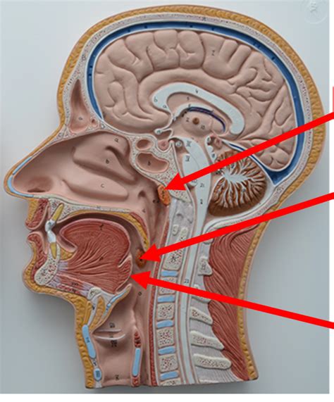 tonsils Diagram | Quizlet