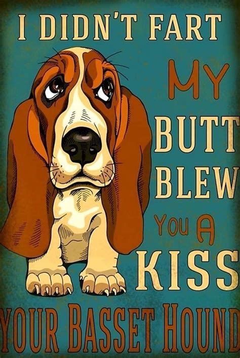 Basset | Basset hound funny, Basset hound, Basset hound dog