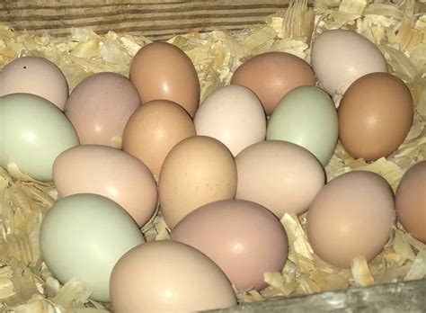 Eggs-ploring why chicken eggs are laid in different colors, shapes ...