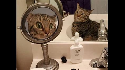 Surprised cat’s funny reflection on mirror is cracking netizens up ...