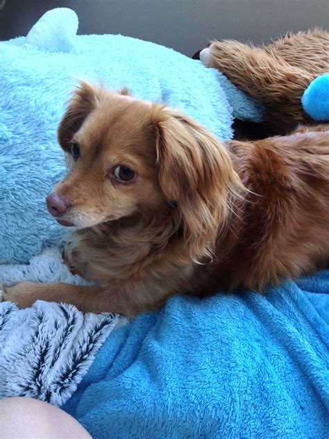 Chihuahua Long Hair Dachshund Mix - Pets Lovers