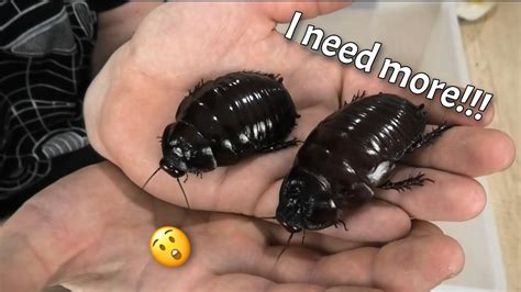 Unboxing the worlds heaviest Giant Burrowing cockroaches part 1 ...