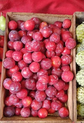 Fresh Java Plum at Rs 200/kg | Java plum in Mumbai | ID: 26184240133