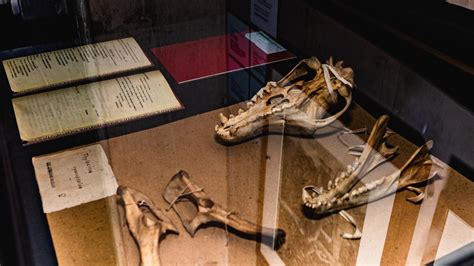 Thylacine exhibit: Remains from last Tasmanian tiger found in museum ...