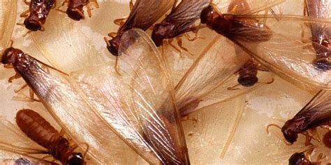 7 Do's & Don'ts Of Flying Termites In Your House Or Outdoors