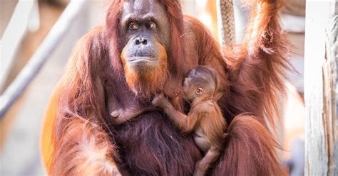 Florida Zoo Welcomes Adorable Rare Orangutan Baby To the Family - CBS ...