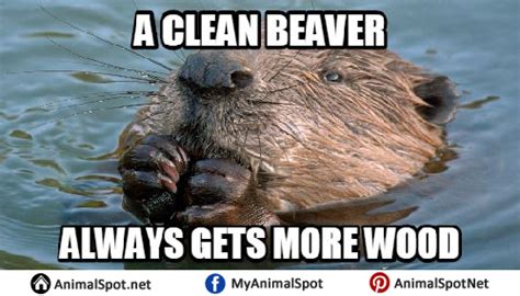 Beaver Memes