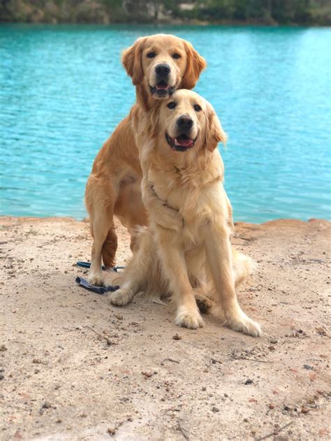 Train your dog to hug like hugging golden retrievers Kylo and Vader