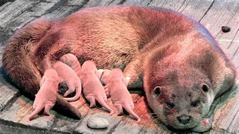 How Mother Otter Giving Birth In The Wild - YouTube