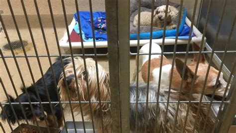 Dozens of lost animals fill Sacramento County shelter