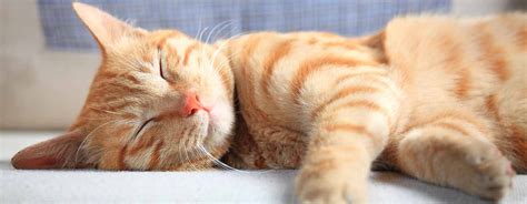 cute ginger cat sleeping on sofa