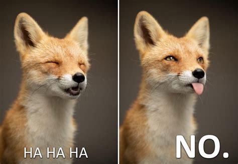 My First Fox Meme : r/EverythingFoxes