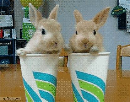 This Gallery Of 32 Amazing Rabbit GIFS Is The Best Thing You Will Find ...