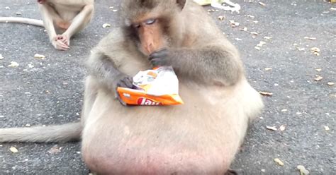 Viral Fat Macaque, "Uncle Fat," Is Actually Much Better Off Now