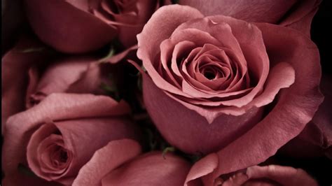 China Rose Pink - Wallpaper, High Definition, High Quality, Widescreen