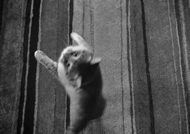 Spinning Motion Cat GIF - BlackAndWhite Cat Spinning - Discover & Share ...