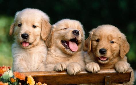 Cute Pet Images Free Download ~ Cute Puppies Wallpaper Puppy Wallpapers ...