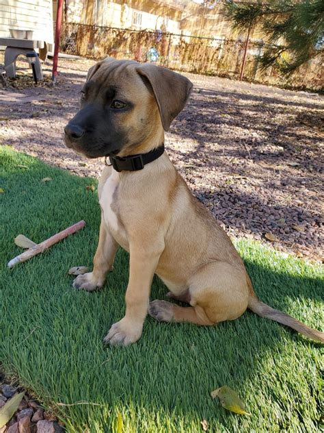 Black Mouth Cur Puppies For Sale | Colorado Springs, CO #313690