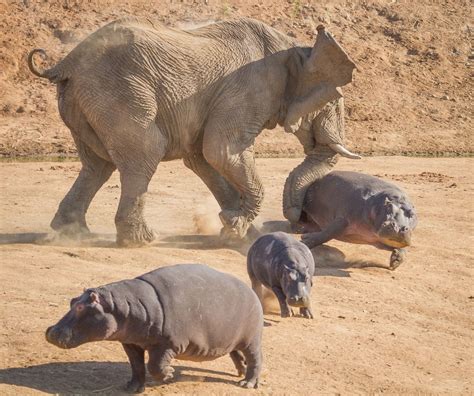 The enraged elephant aggressively аttасked the baby hippo for dагіпɡ to ...