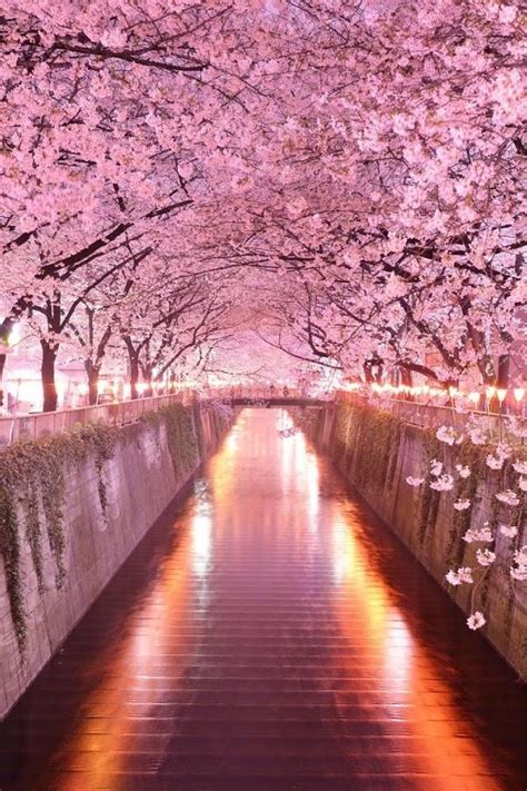 Cherry Blossom Aesthetic Japan Iphone Wallpaper - free ultrahd wallpaper