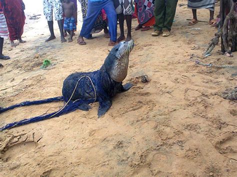 This Fur Seal is 4,000 Miles From Home. Here’s Why.