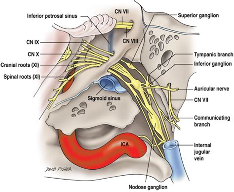 Nerves of the right jugular foramen and their relationships | Download ...