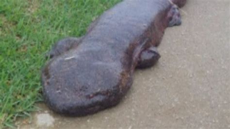 Student discovers giant Salamander as he walked to school in Japan ...