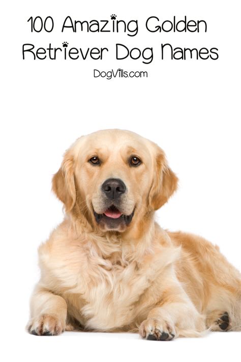 100 Amazing Golden Retriever Dog Names - DogVills