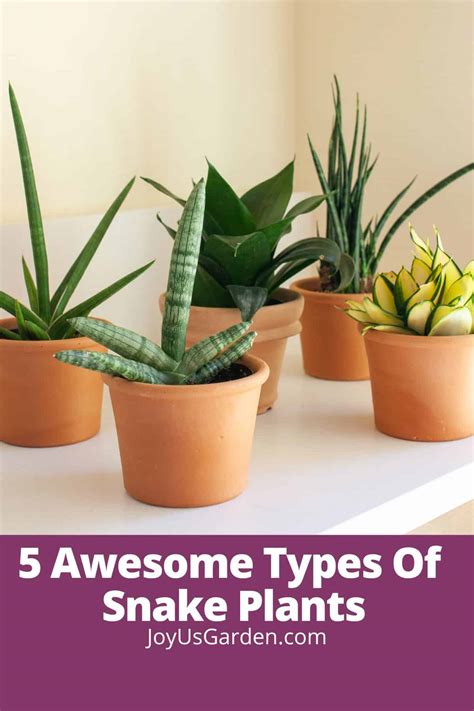 Discovering the Beauty of Snake Plant Varieties - Ames Farm Center