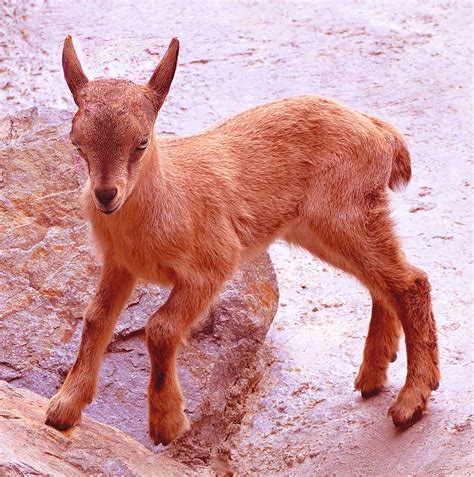 Baby Markhor Goat | This little baby Markhor goat and I star… | Flickr