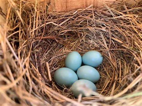 Do Chipping Sparrows lay blue eggs? - Birdful