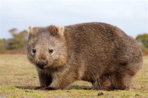 Wombat Facts For Kids - Brisbane Kids