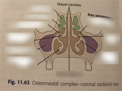 osteomeatal complex Diagram | Quizlet