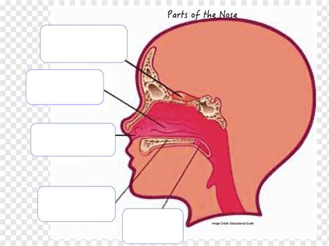 Anatomi hidung manusia Rongga hidung Hidung, hidung, sudut, wajah, teks ...