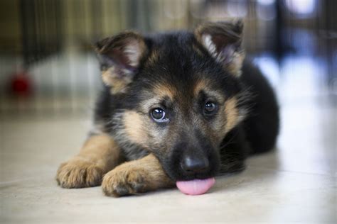 German Shepherd Puppies Wallpapers - Top Free German Shepherd Puppies ...