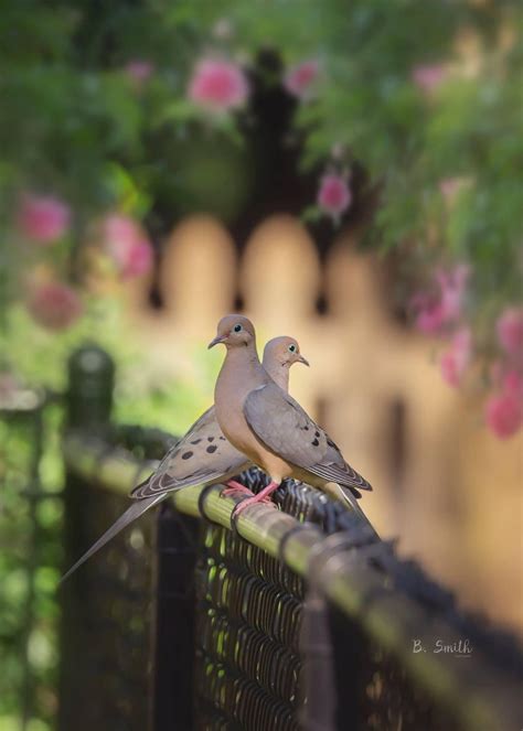 Birds in My Backyard | My Backyard Nature