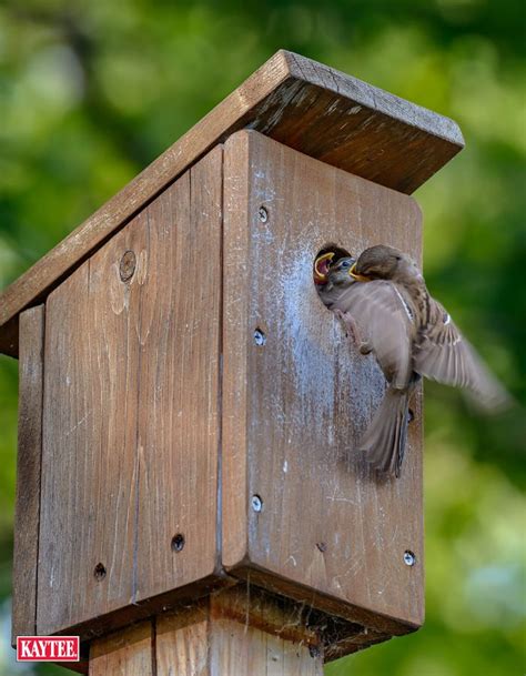 Bird feeding is a great hobby, but it's important to keep your backyard ...