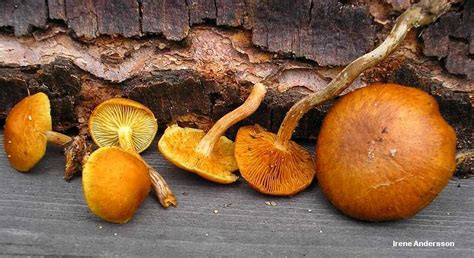 Gymnopilus sapineus - Alchetron, The Free Social Encyclopedia