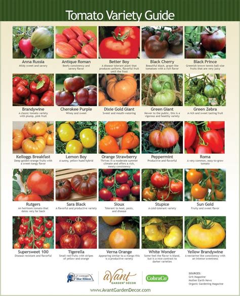 Tomato Variety Cheat Sheet : r/cookingforbeginners