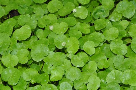 Hydrocotyle leucocephala (Araliaceae) image 43017 at