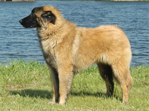 Estrela Mountain Dog Dog Breed | UKPets